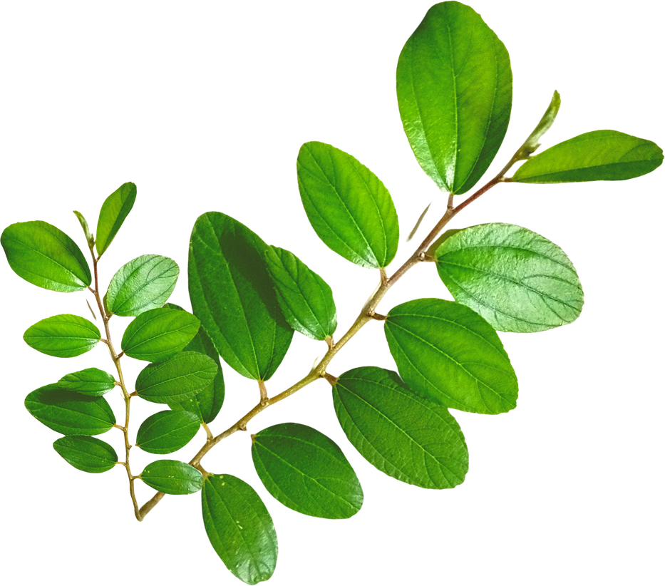 Bidara Leaves